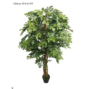 비사코나무 180cm