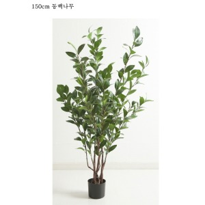 동백나무 150cm